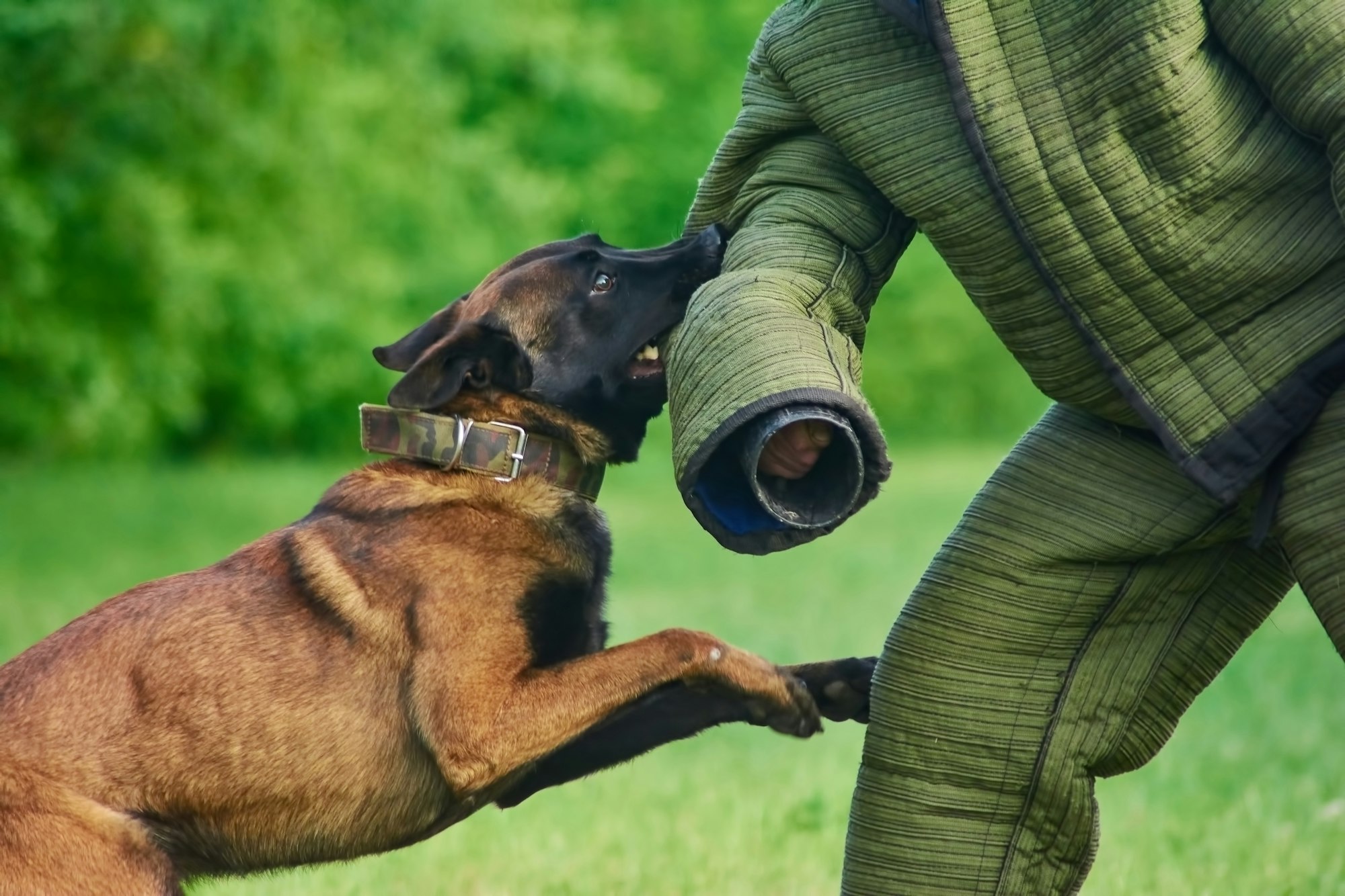 Proving Negligence in a Dog Bite Injury Claim